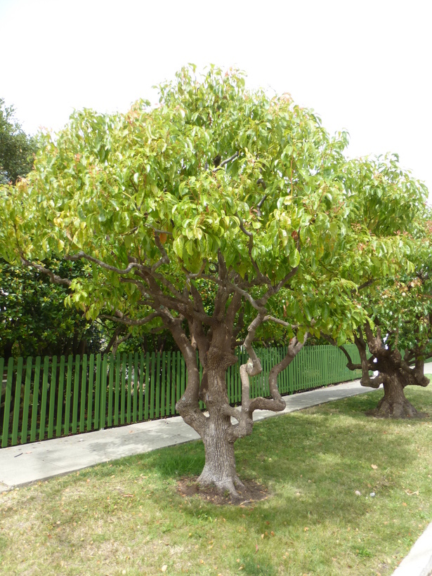 Image of Camphor laurel