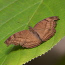 Sivun Junonia iphita Cramer 1782 kuva