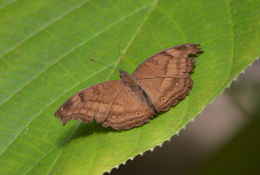 Image of chocolate pansy