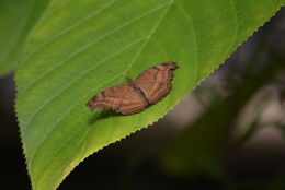 Image of chocolate pansy