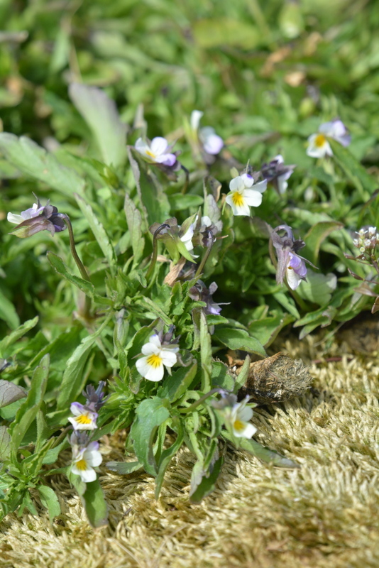 Слика од Viola arvensis Murray