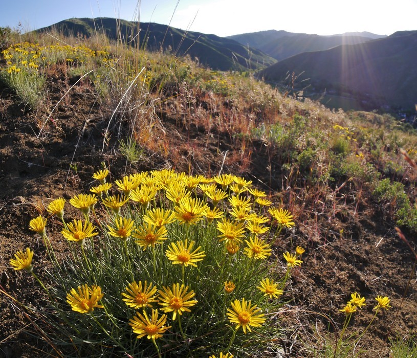 Image de Erigeron linearis (Hook.) Piper