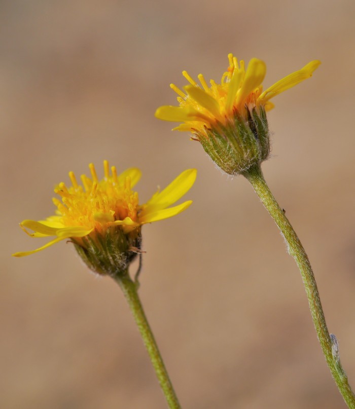 Image de Erigeron linearis (Hook.) Piper