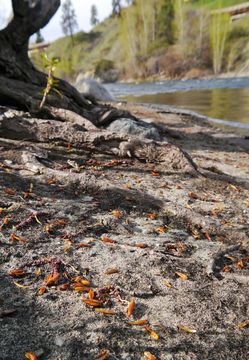 Image of Black Cottonwood