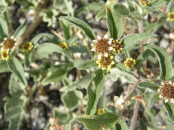 Imagem de Sanvitalia procumbens Lam.