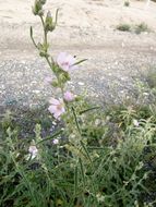 Image of copper globemallow