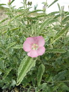 Plancia ëd Sphaeralcea angustifolia (Cav.) G. Don