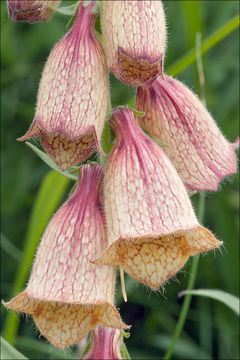 Imagem de Digitalis grandiflora Mill.