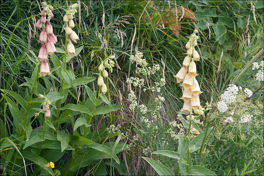 Imagem de Digitalis grandiflora Mill.