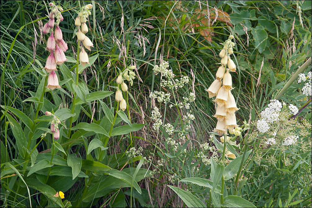 Imagem de Digitalis grandiflora Mill.