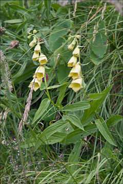 Imagem de Digitalis grandiflora Mill.