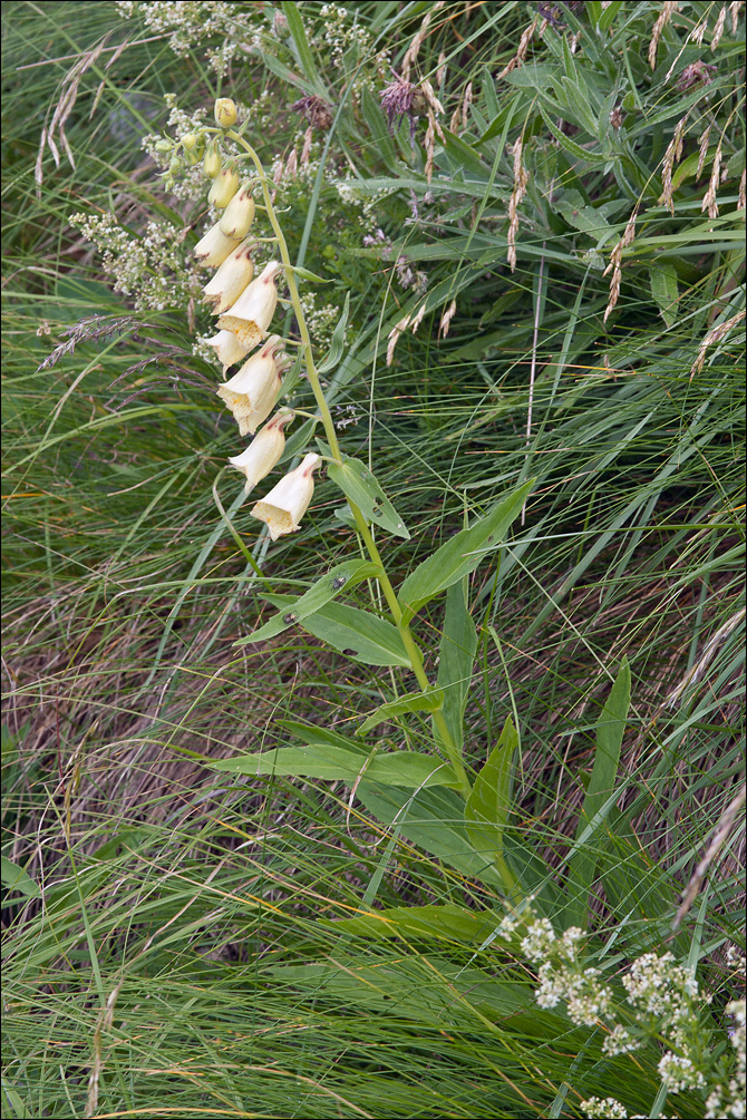 Imagem de Digitalis grandiflora Mill.