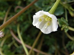 Image of angel's trumpets