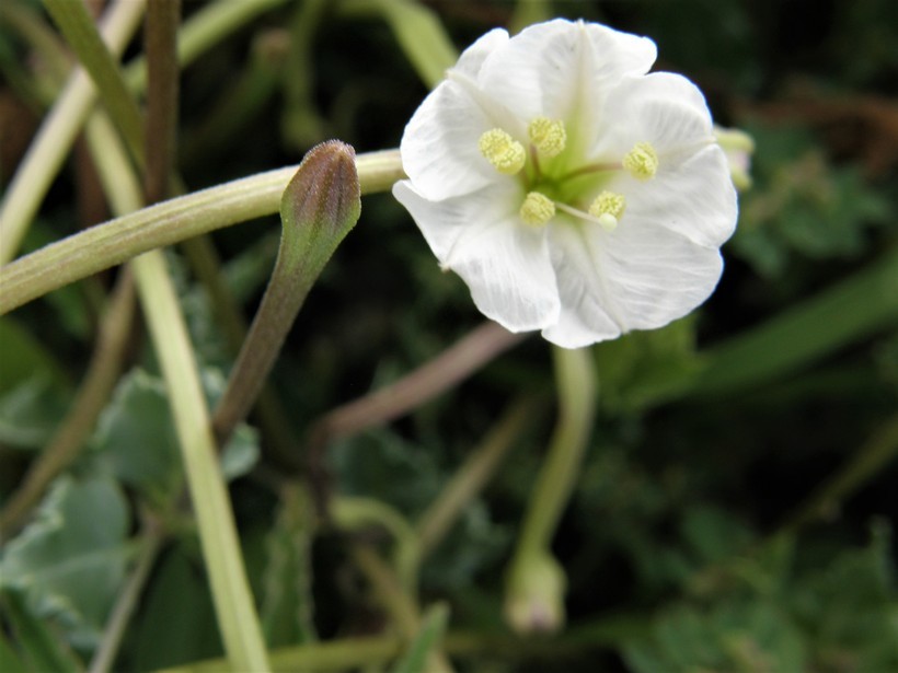 Image of angel's trumpets