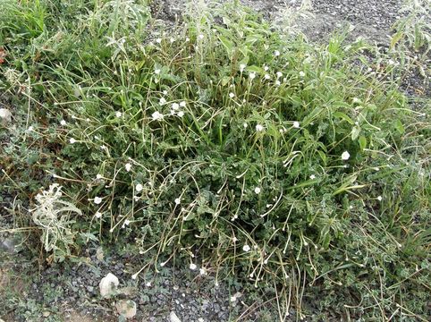 Acleisanthes longiflora A. Gray resmi