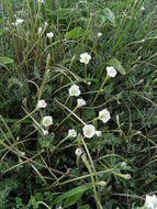 Acleisanthes longiflora A. Gray resmi