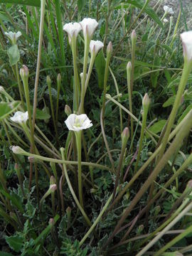 Image of angel's trumpets