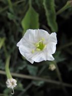 Acleisanthes longiflora A. Gray resmi