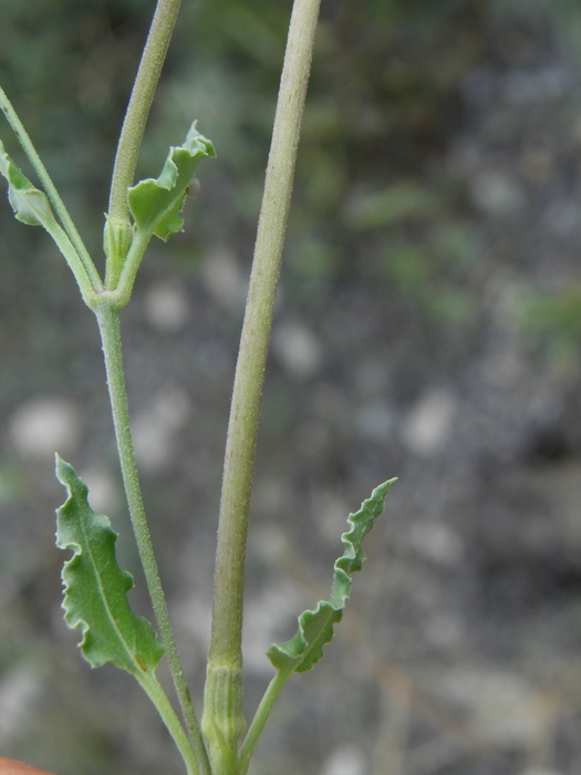 Acleisanthes longiflora A. Gray resmi