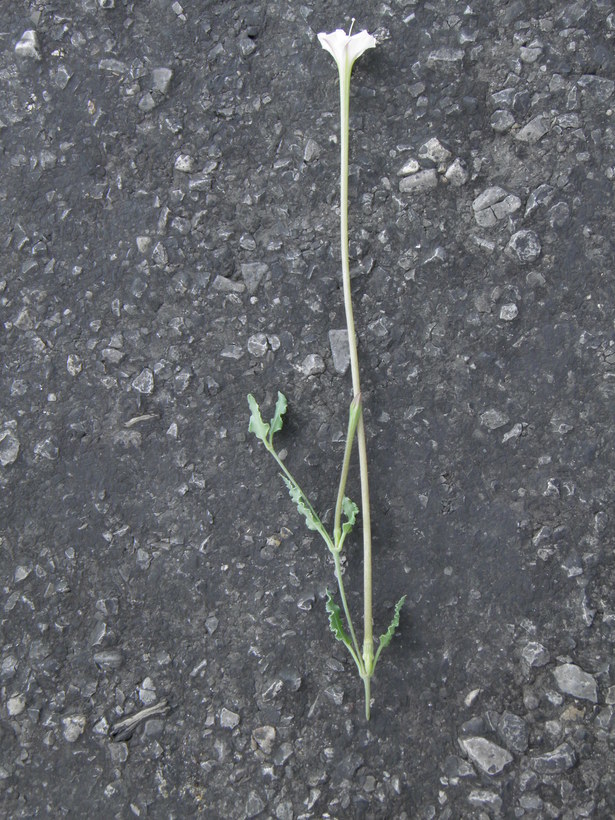 Acleisanthes longiflora A. Gray resmi