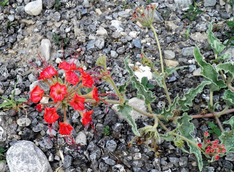 Image of devil's bouquet