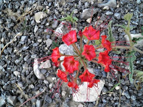 Image of devil's bouquet