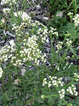 Image of Gray's feverfew