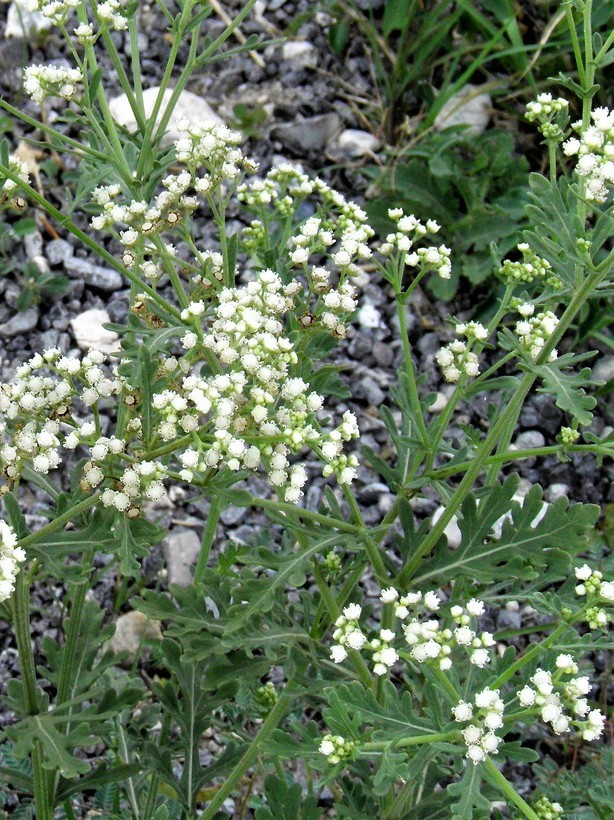 Image of Gray's feverfew