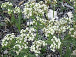 Image of Gray's feverfew