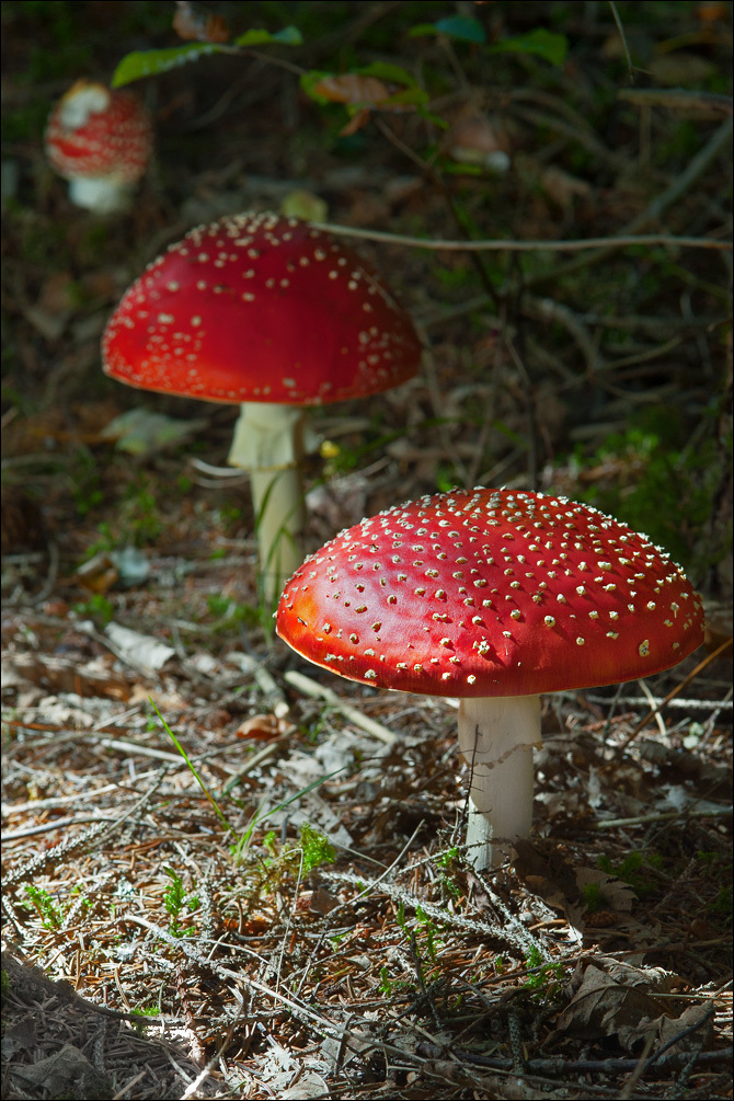 Image of Fly agaric