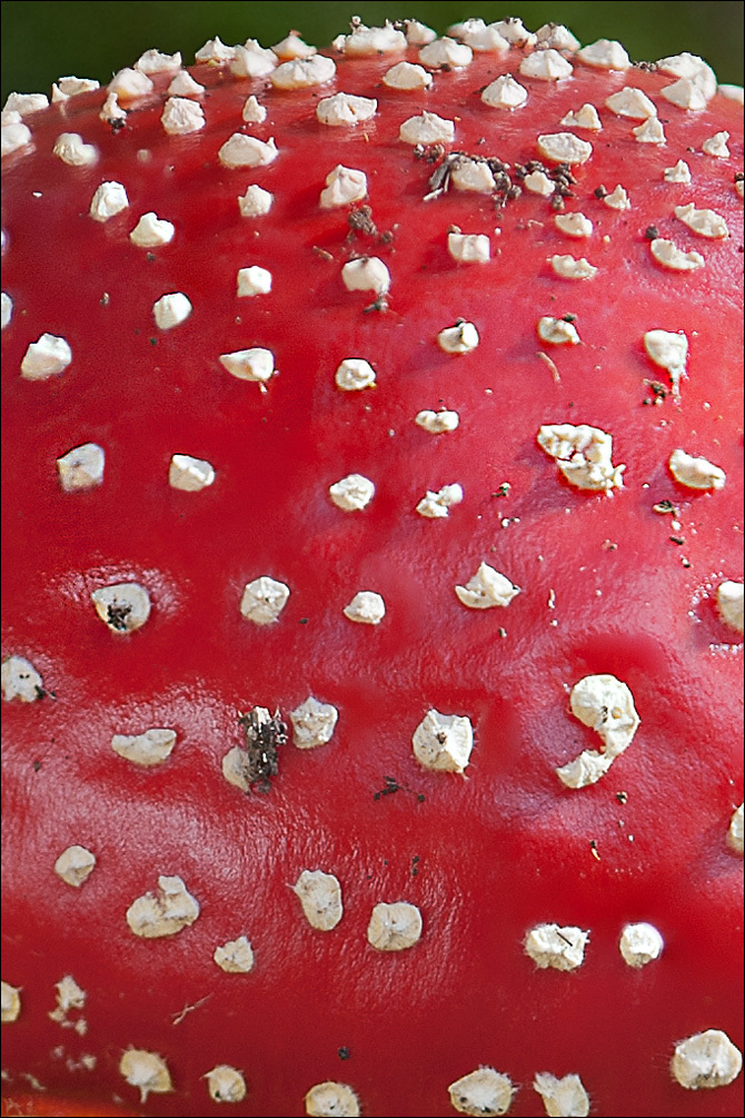Image of Fly agaric