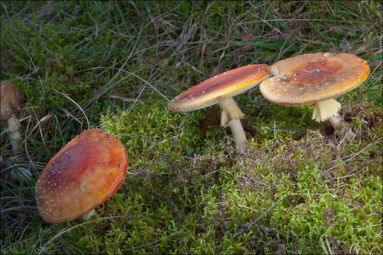 Image of Fly agaric