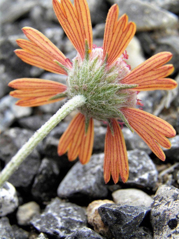 Image of Gaillardia comosa A. Gray