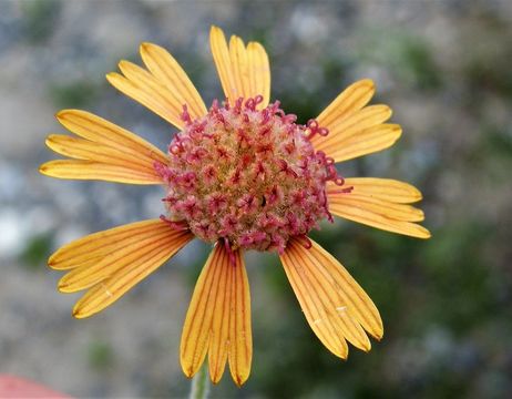 Image de Gaillardia comosa A. Gray