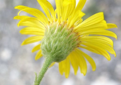 Image of <i>Heterotheca <i>subaxillaris</i></i> ssp. subaxillaris