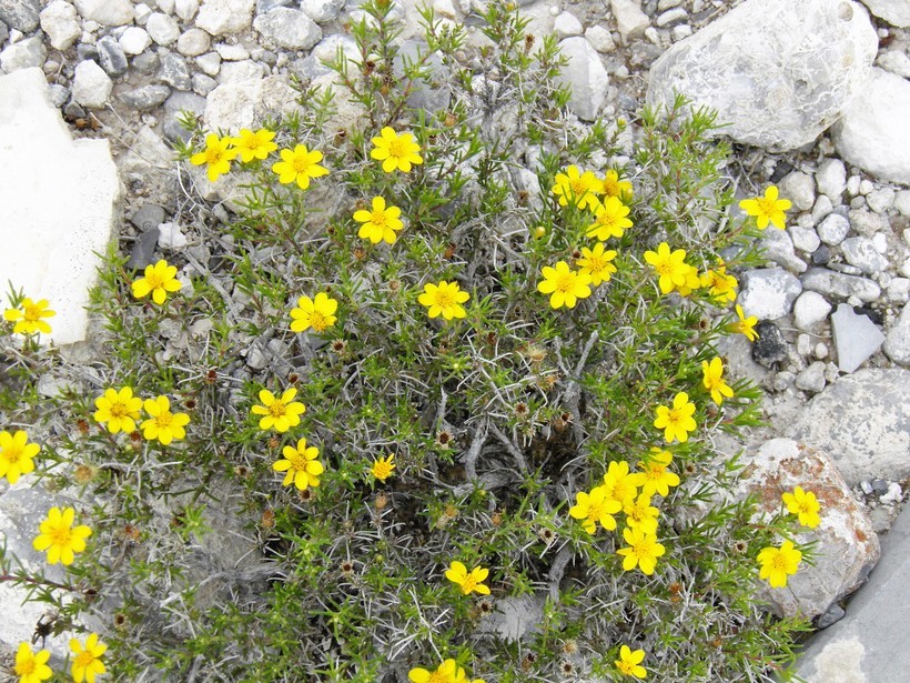 Image of pricklyleaf dogweed