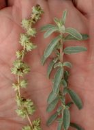 Image of waxy saltbush