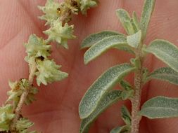 Image of waxy saltbush