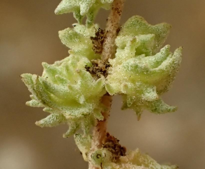 Image of waxy saltbush