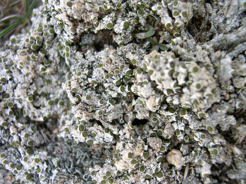 Image of Texosporium sancti-jacobi (Tuck.) Nádv.