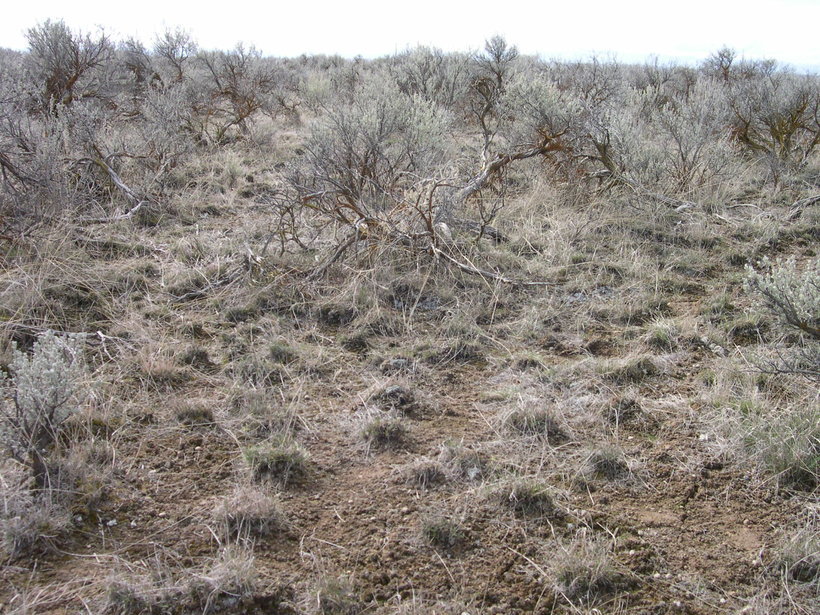 Texosporium sancti-jacobi (Tuck.) Nádv. resmi