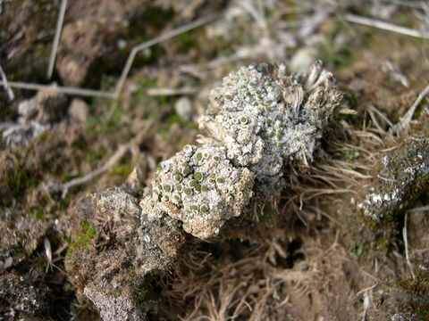 Image of Texosporium sancti-jacobi (Tuck.) Nádv.