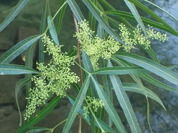 Image of African sumac