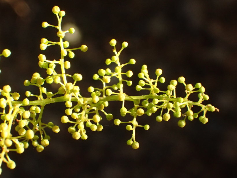 Image of African sumac