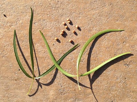 Image of Searsia lancea (L. fil.) F. A. Barkley