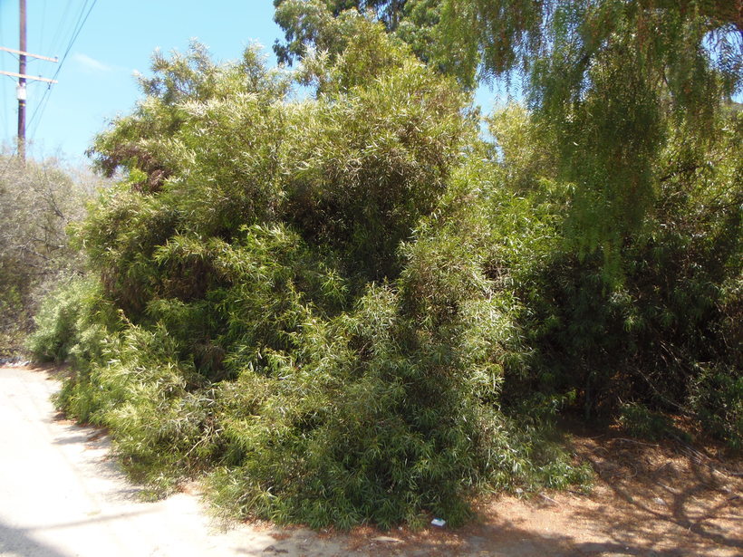 Image of African sumac