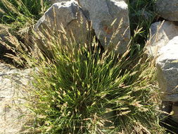 Image of ditch rabbitsfoot grass