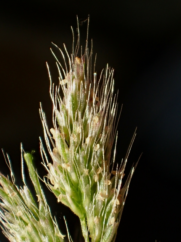 Image of ditch rabbitsfoot grass