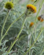 Image of Texas pricklyleaf