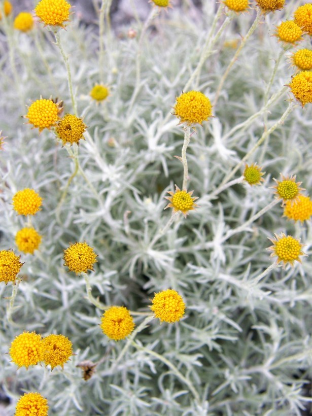 Image of Texas pricklyleaf